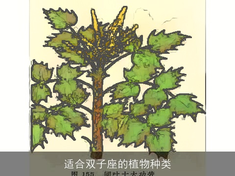 适合双子座的植物种类