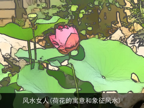 风水女人(荷花的寓意和象征风水)