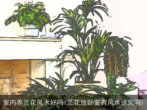 室内养兰花风水好吗(兰花放卧室有风水讲究吗)