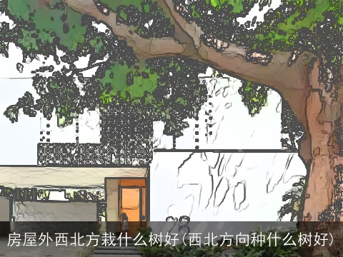 房屋外西北方栽什么树好(西北方向种什么树好)