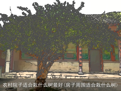 农村院子适合栽什么树最好(房子周围适合栽什么树)