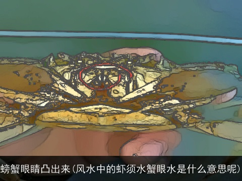 螃蟹眼睛凸出来(风水中的虾须水蟹眼水是什么意思呢)