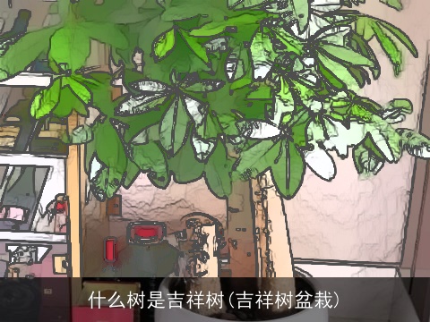 什么树是吉祥树(吉祥树盆栽)