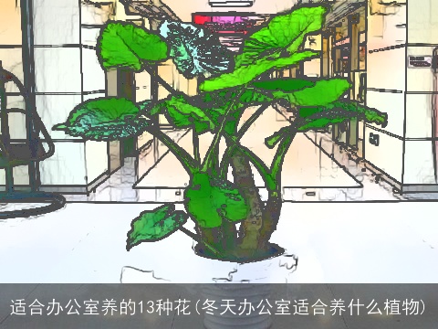 适合办公室养的13种花(冬天办公室适合养什么植物)