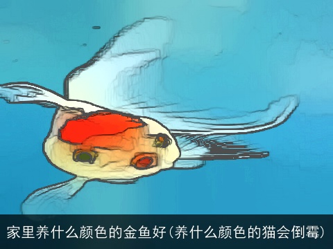 家里养什么颜色的金鱼好(养什么颜色的猫会倒霉)