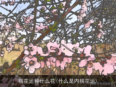 桃花运种什么花(什么是内桃花运)