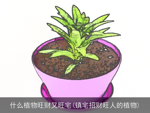 什么植物旺财又旺宅(镇宅招财旺人的植物)