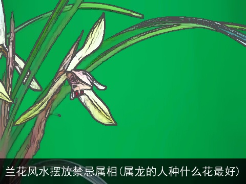 兰花风水摆放禁忌属相(属龙的人种什么花最好)