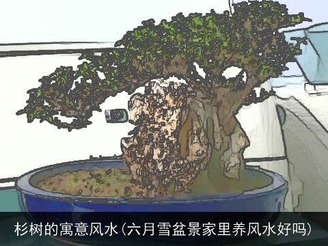 杉树的寓意风水(六月雪盆景家里养风水好吗)