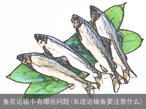 鱼在运输中有哪些问题(长途运输鱼要注意什么)