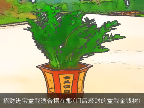 招财进宝盆栽适合摆在那(门店聚财的盆栽金钱树)