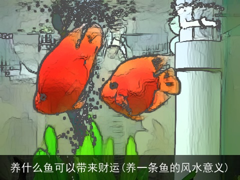 养什么鱼可以带来财运(养一条鱼的风水意义)