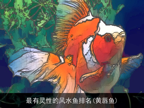 最有灵性的风水鱼排名(黄唇鱼)