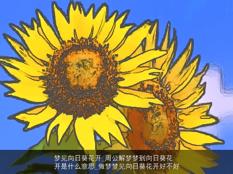 梦见向日葵花开_周公解梦梦到向日葵花开是什么意思_做梦梦见向日葵花开好不好