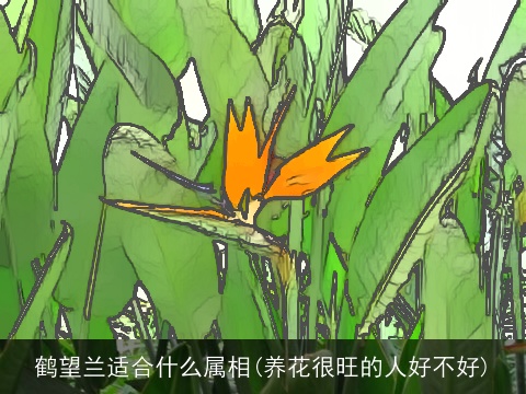 鹤望兰适合什么属相(养花很旺的人好不好)