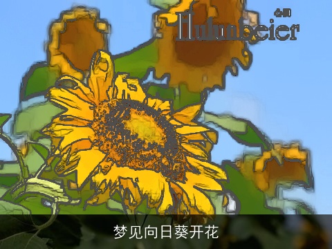 梦见向日葵开花