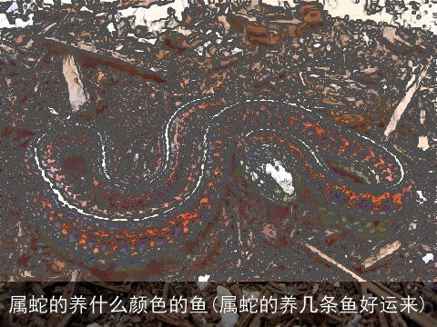 属蛇的养什么颜色的鱼(属蛇的养几条鱼好运来)