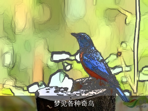 梦见各种奇鸟