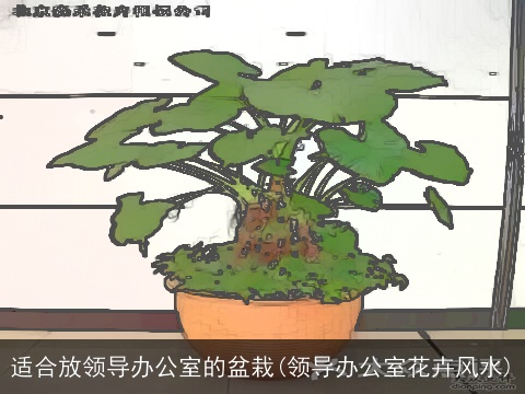 适合放领导办公室的盆栽(领导办公室花卉风水)