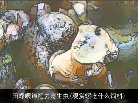 田螺喂锦鲤去寄生虫(观赏螺吃什么饲料)