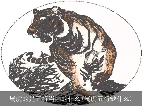 属虎的是五行当中的什么(属虎五行缺什么)