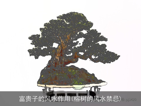 富贵子的风水作用(榕树的风水禁忌)