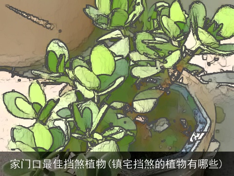 家门口最佳挡煞植物(镇宅挡煞的植物有哪些)