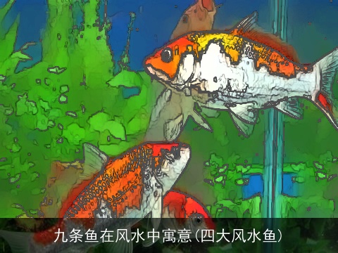 九条鱼在风水中寓意(四大风水鱼)