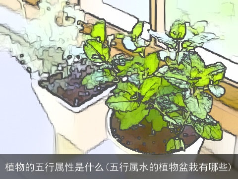 植物的五行属性是什么(五行属水的植物盆栽有哪些)