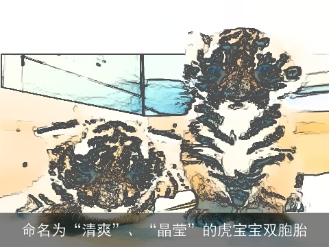 命名为“清爽”、“晶莹”的虎宝宝双胞胎