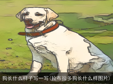 狗长什么样子写一写(拉布拉多狗长什么样图片)