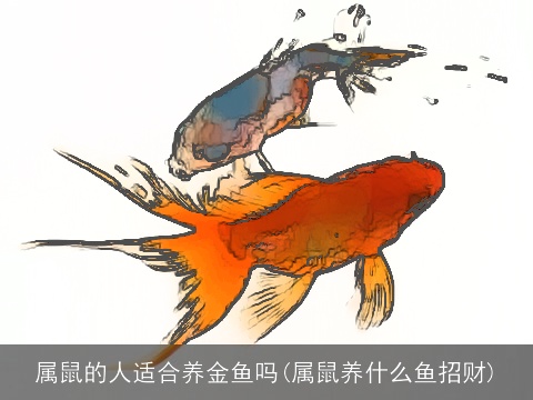 属鼠的人适合养金鱼吗(属鼠养什么鱼招财)