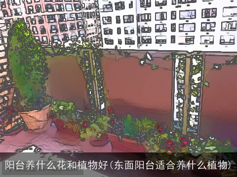 阳台养什么花和植物好(东面阳台适合养什么植物)