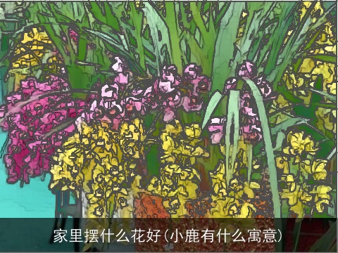 家里摆什么花好(小鹿有什么寓意)