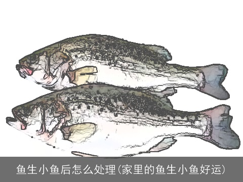 鱼生小鱼后怎么处理(家里的鱼生小鱼好运)