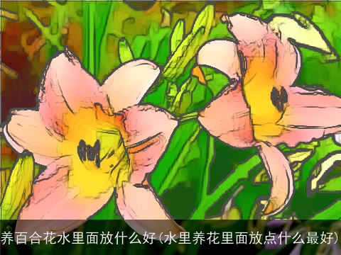 养百合花水里面放什么好(水里养花里面放点什么最好)