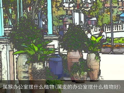 属猴办公室摆什么植物(属龙的办公室摆什么植物好)