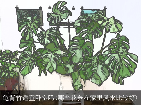 龟背竹适宜卧室吗(哪些花养在家里风水比较好)