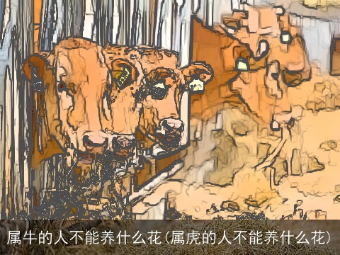属牛的人不能养什么花(属虎的人不能养什么花)