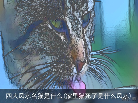 四大风水名猫是什么(家里猫死了是什么风水)