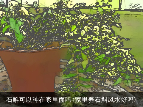 石斛可以种在家里面吗(家里养石斛风水好吗)