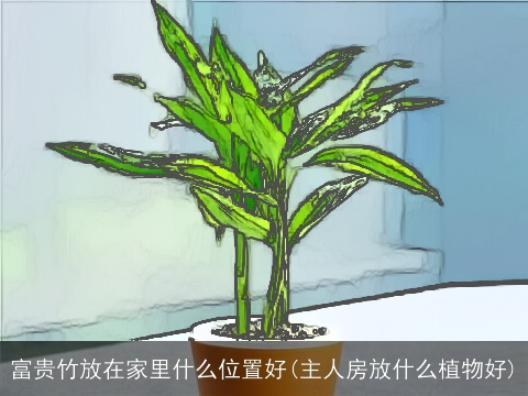 富贵竹放在家里什么位置好(主人房放什么植物好)