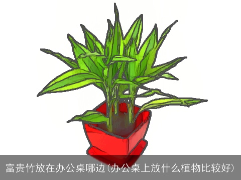 富贵竹放在办公桌哪边(办公桌上放什么植物比较好)