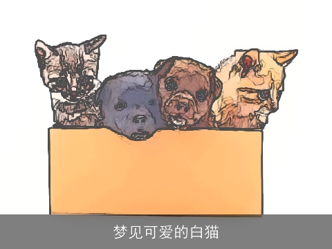 梦见可爱的白猫