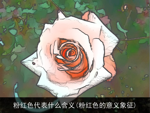 粉红色代表什么含义(粉红色的意义象征)