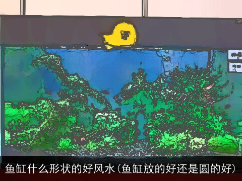 鱼缸什么形状的好风水(鱼缸放的好还是圆的好)