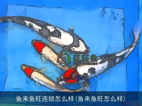 鱼来鱼旺连锁怎么样(鱼来鱼旺怎么样)