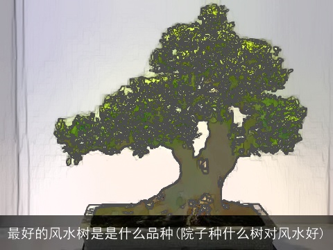 最好的风水树是是什么品种(院子种什么树对风水好)