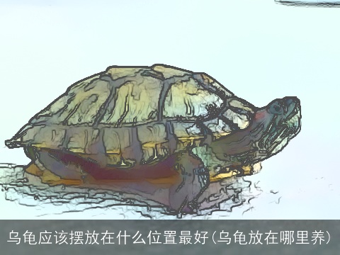 乌龟应该摆放在什么位置最好(乌龟放在哪里养)