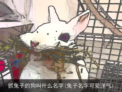 抓兔子的狗叫什么名字(兔子名字可爱洋气)